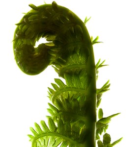 Fern Curve, 2009, (digital photogram, impressão digital original)